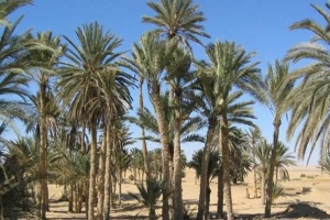 Libyan farmers set palm trees on fire to kill pests