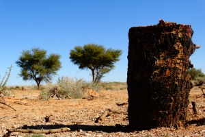 Acacia trees in Libya face extinction, activists warn