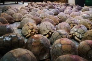 National Wildlife Trust warns Libya's tortoises are on their way to extinction